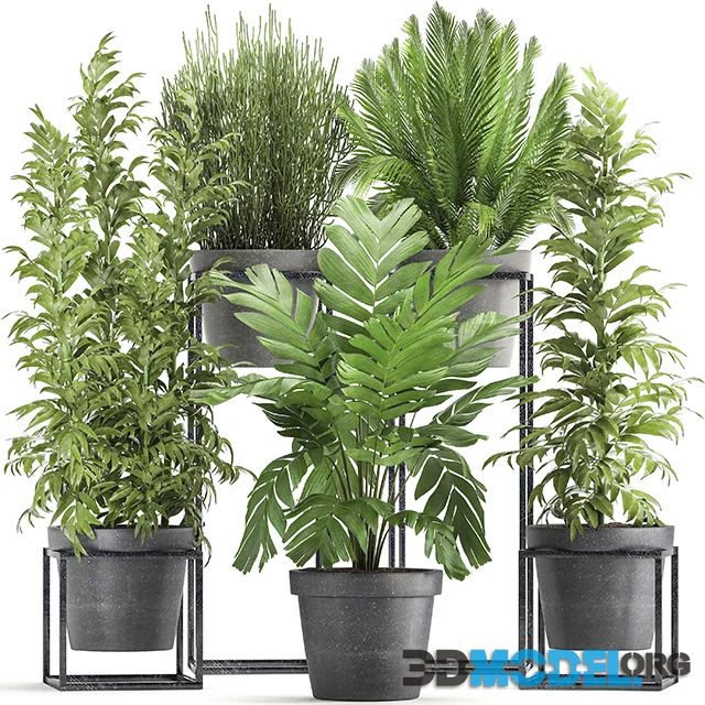 Plant collection 3107
