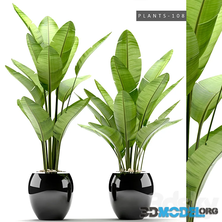 PLANTS 108