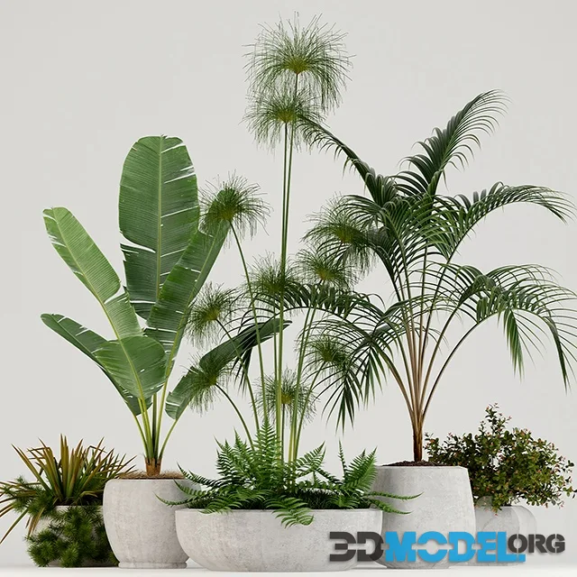 Plants collection 80