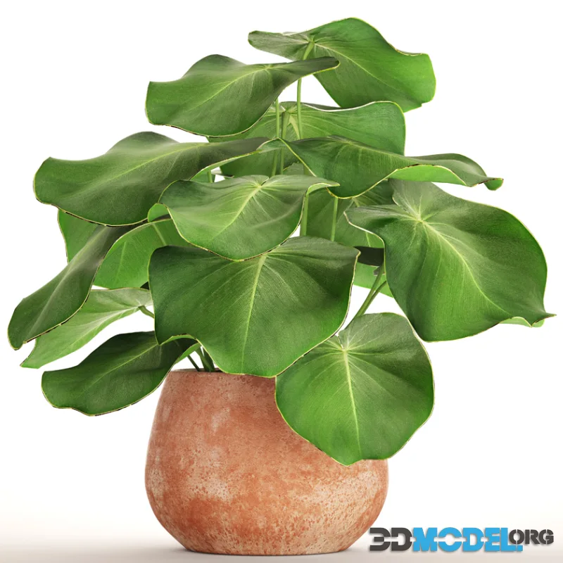 Tropical potted plant, flower, flowerpot, small plant, clinker, clay