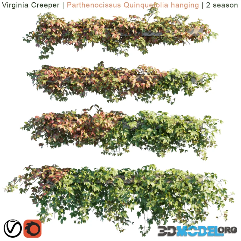 Virginia Creeper Parthenocissus Quinquefolia hanging 2 season