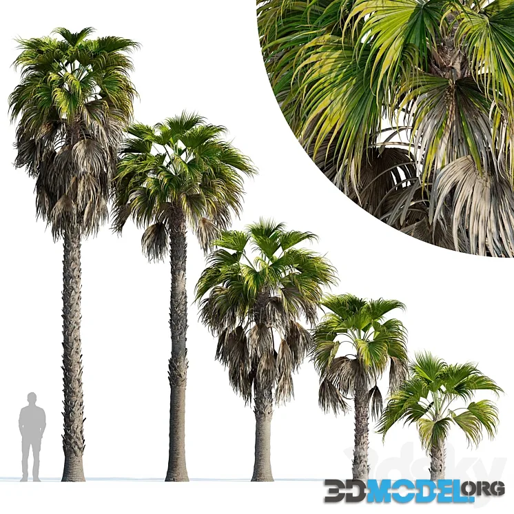 Washingtonia robusta palm