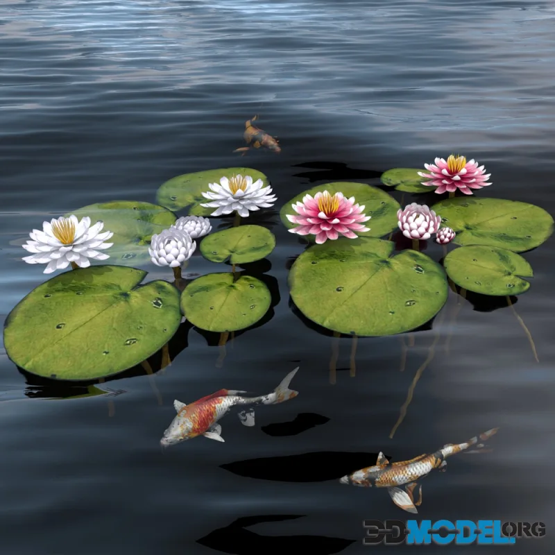 Waterlily 2