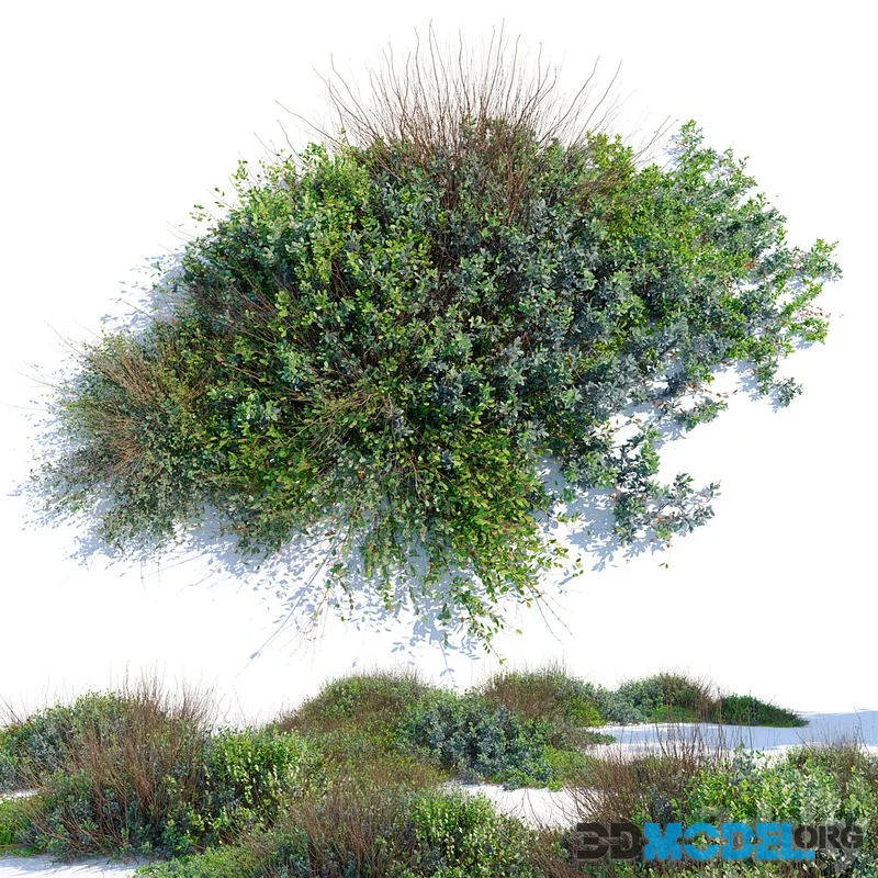 wild bush