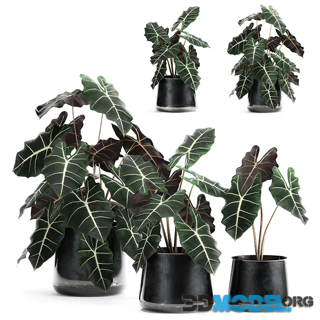 A collection of small exotic flowers in black metal pots with Alocasia Amazonica. Set 880