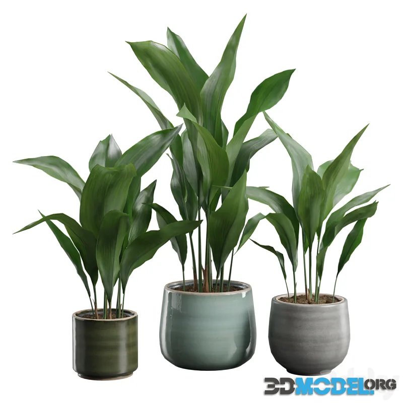 Aspidistra Elatior Pack