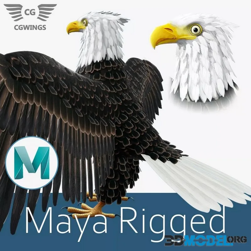 Bald Eagle low-poly (PBR)