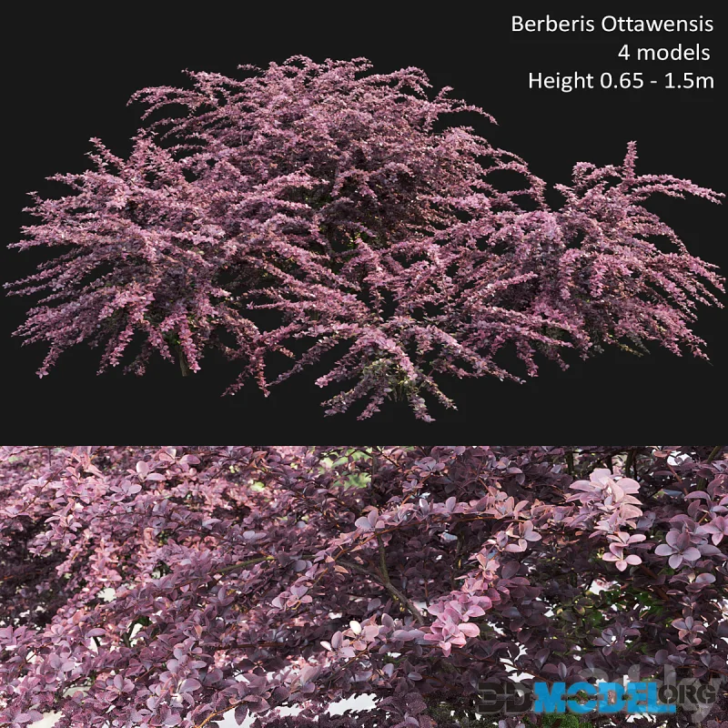 Berberis Ottawensis # 1