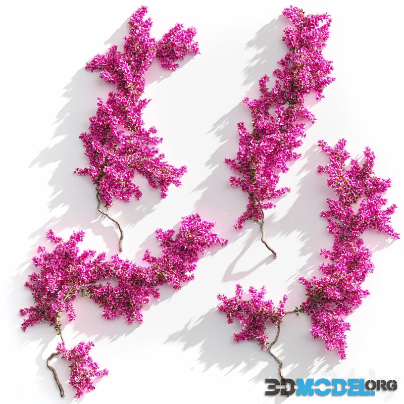 Bougainvillea for walls. 4 models