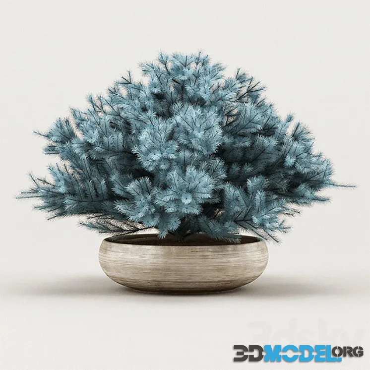 Cheap Juniper Blue