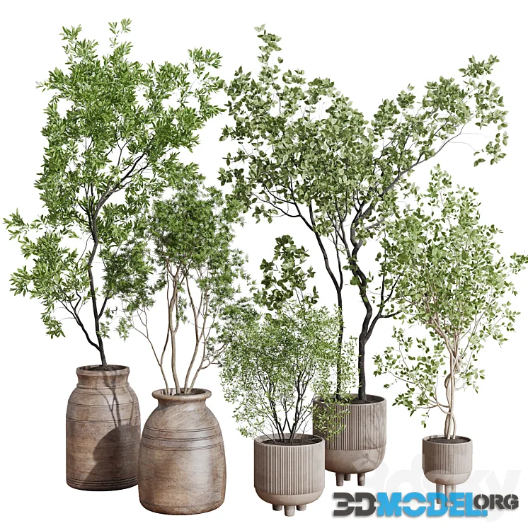 Collection indoor plant 456 wooden old and concrete vase