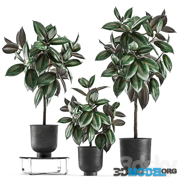 Collection of decorative small trees in black pots Ficus Abidjan, robusta, elastica. Set 848