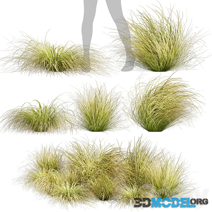 Collection plant vol 561 – Carex – Comans – grass