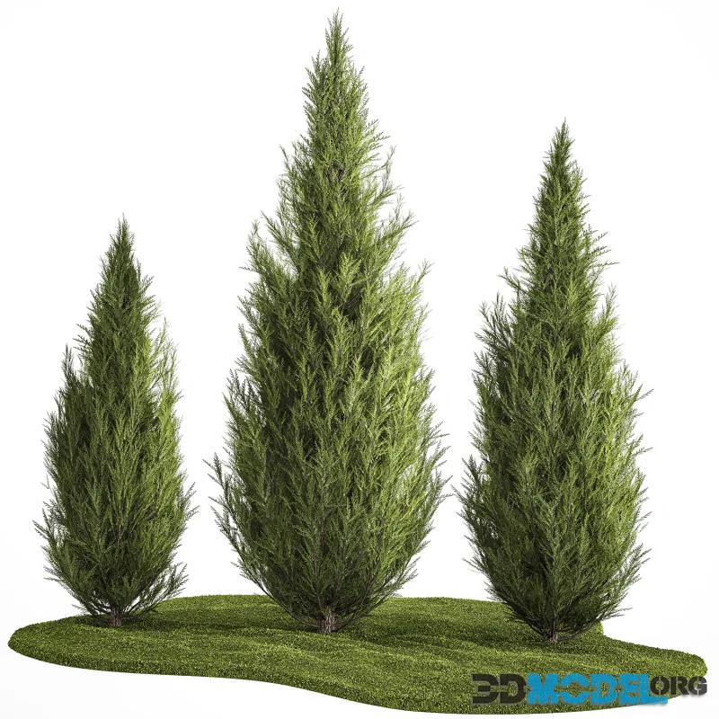 Decorative trees for garden and landscaping thuja, cypress. Set 1159