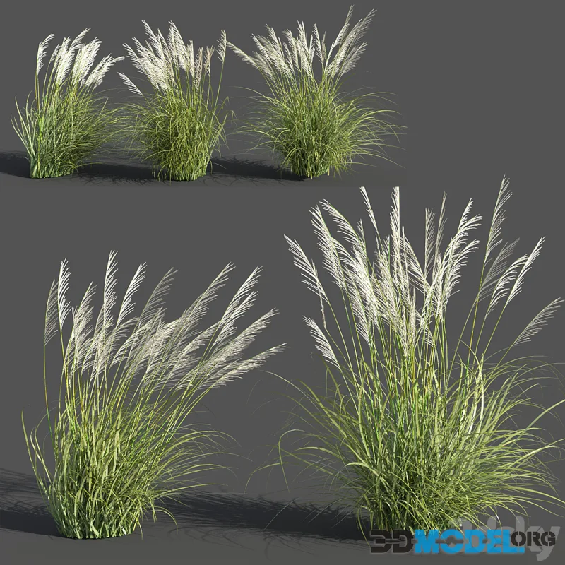 Eriantus of Ravenna (6 variations of decorative grass)
