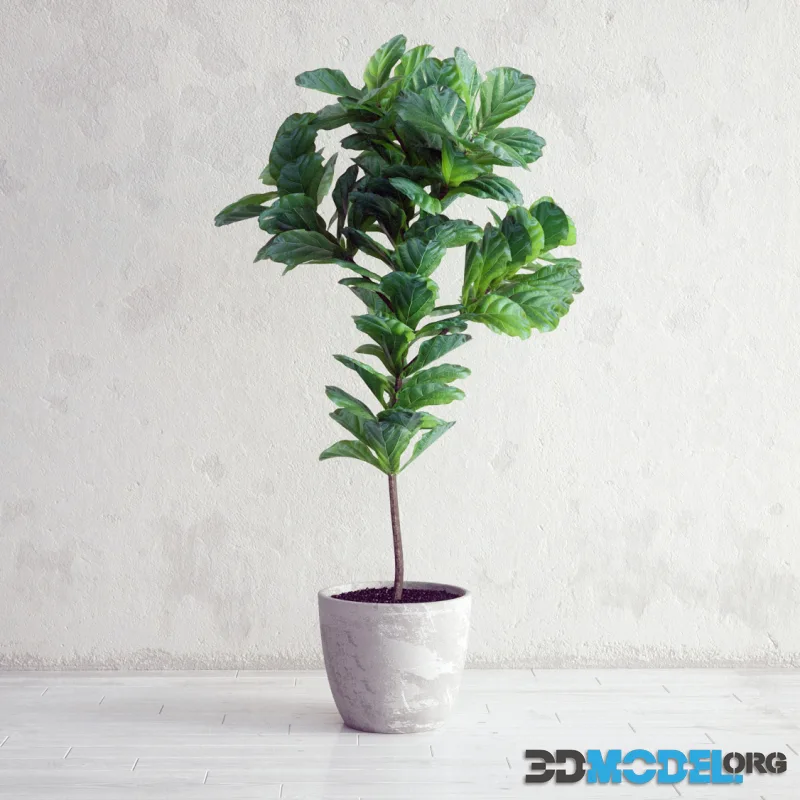 Ficus Lyrata – Interior Plant