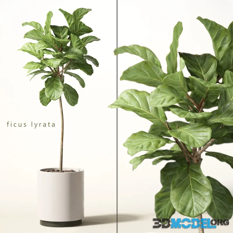 Ficus lyrata in a light pot