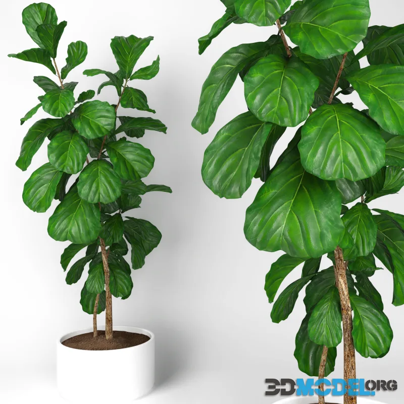 Fiddle leaf fig tree 3