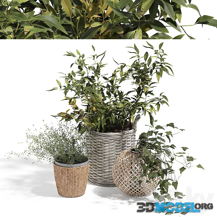 Green set, plant