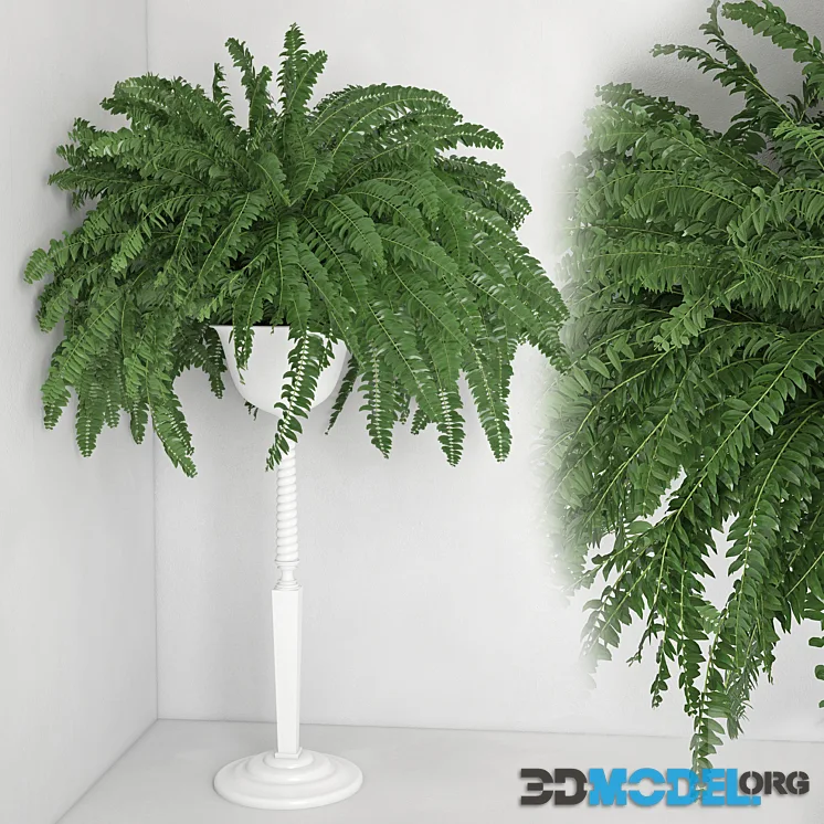 Houseplant 21