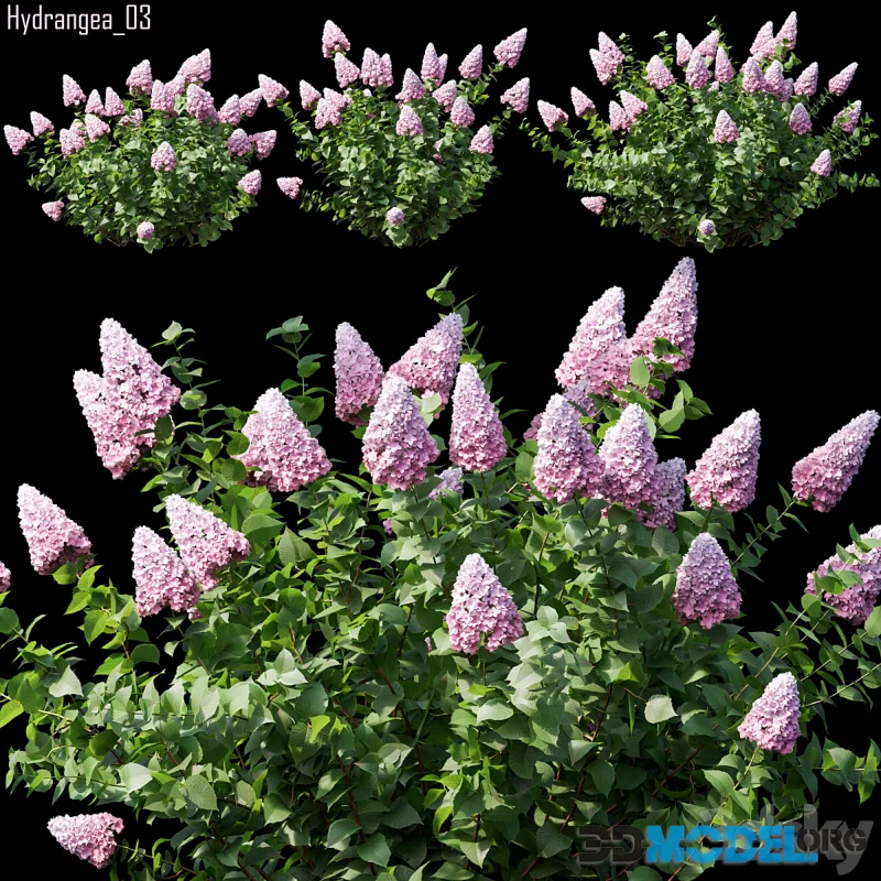Hydrangea 03 bush set