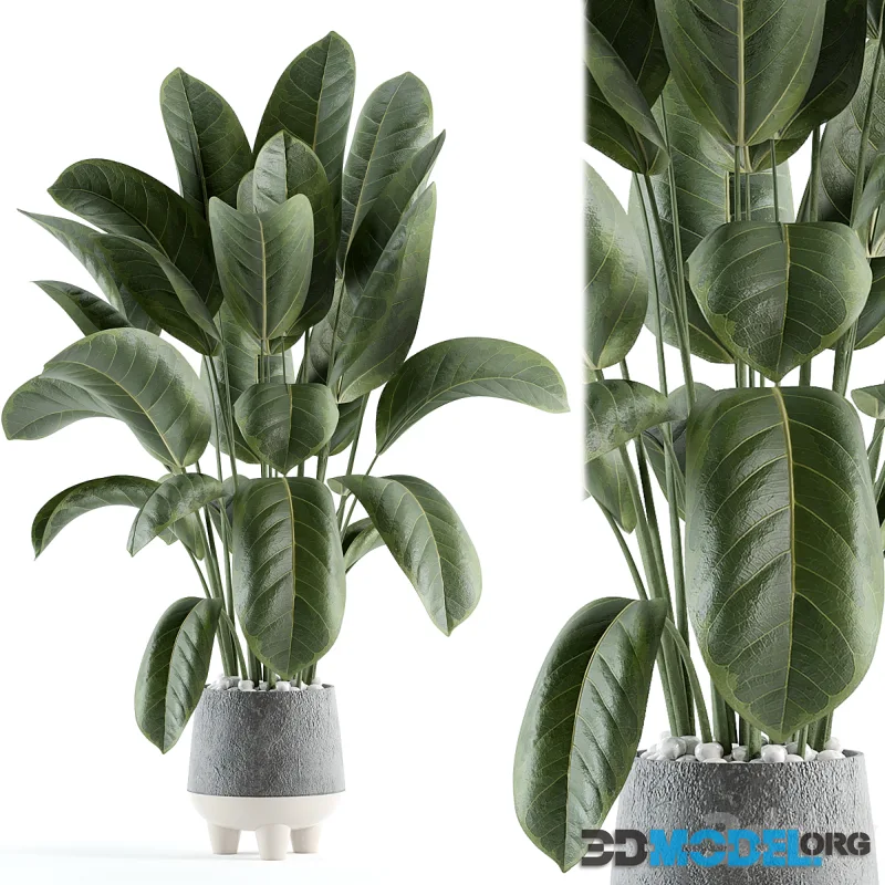 indoor plant 152