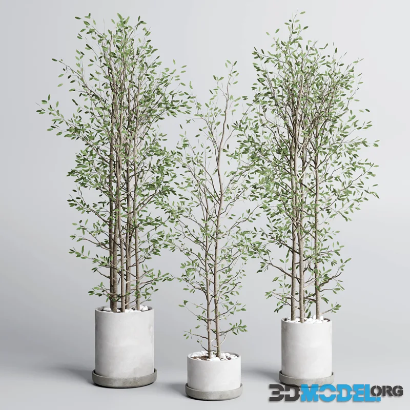 Indoor plant set 379 plant tree branch bush concrete dirt vase