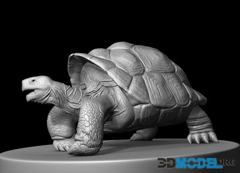 Large land turtle (PBR)