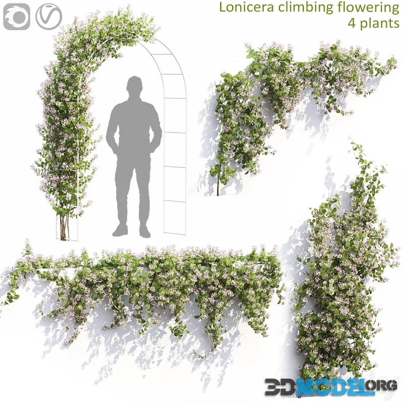 Lonicera flowering # 1