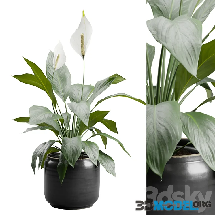 Peace Lily in Ceramic Dark Planter