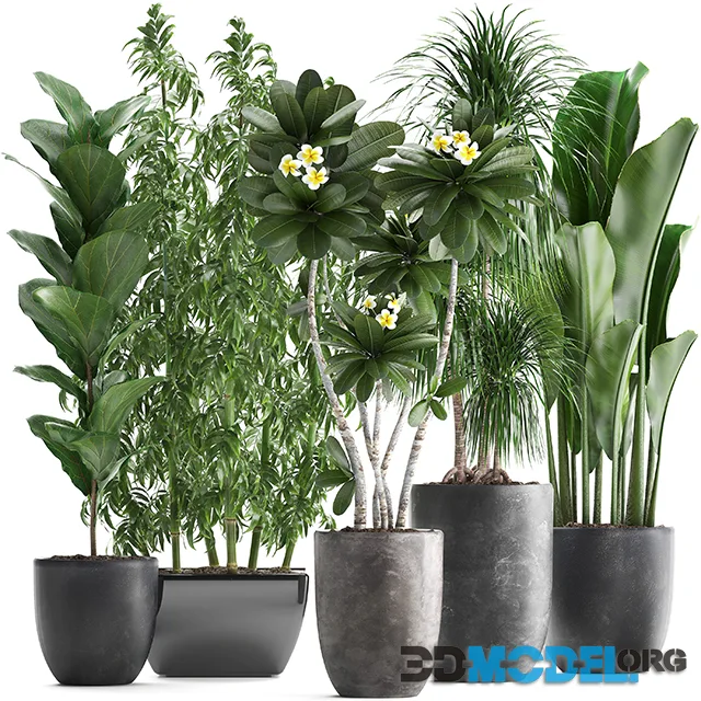 Plant collection 311