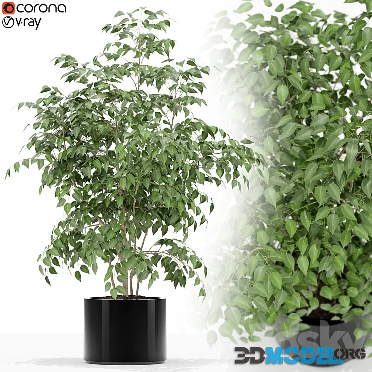 Plants collection 153