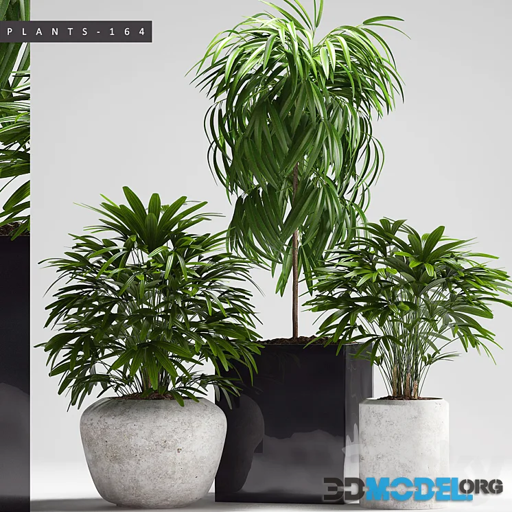 Plants rhapis indoor, palm outdoor plant