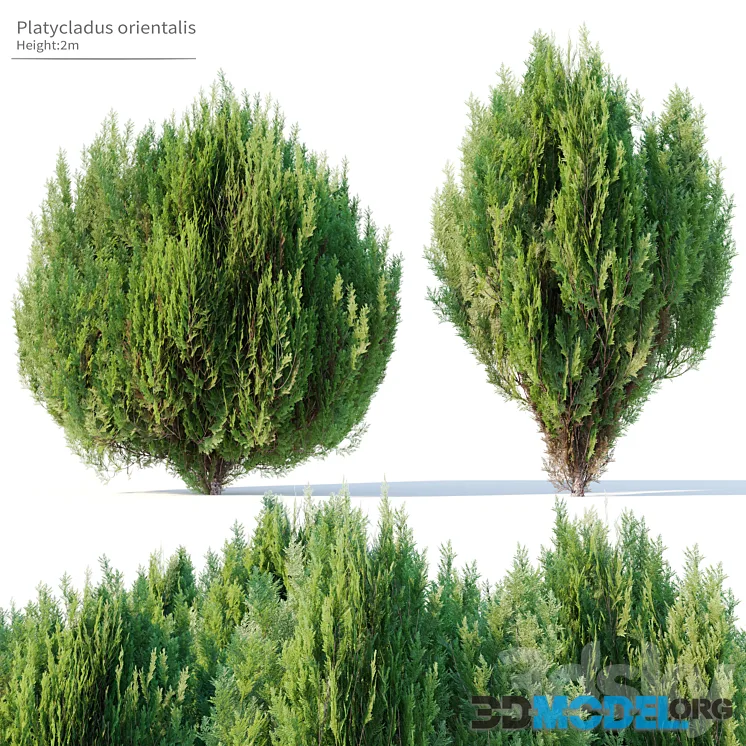 Platycladus orientalis
