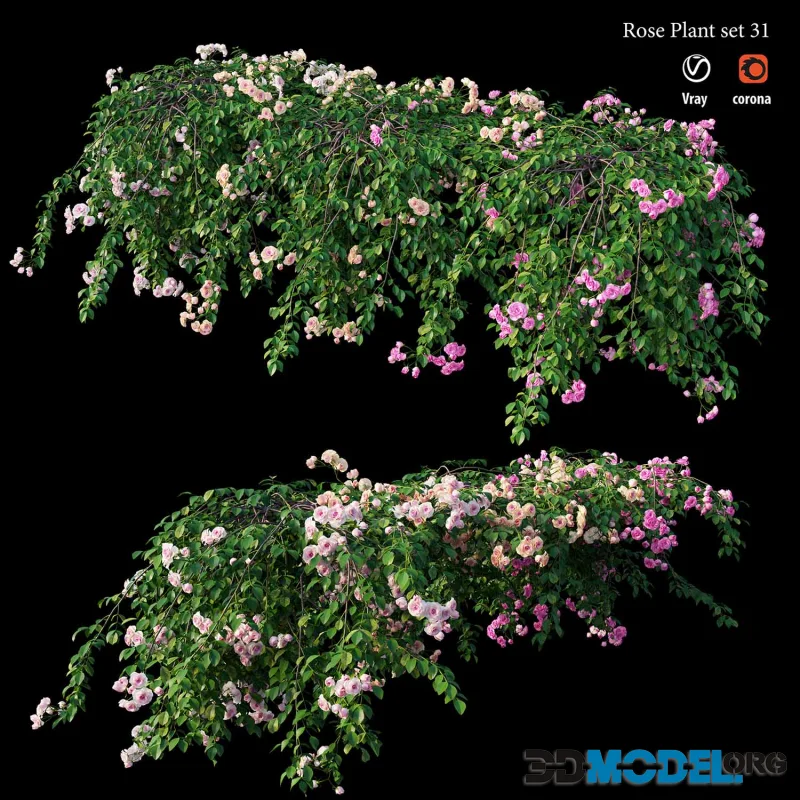Rose plant set 31