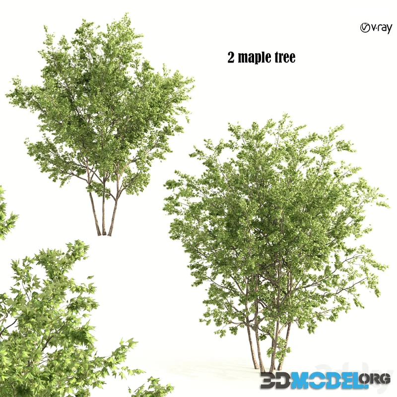 2 maple tree