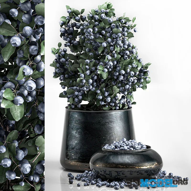 A small beautiful lush blueberry bush in a metal pot and a bowl with blueberries