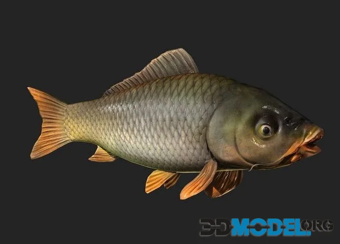 Animated carp fish low-poly (PBR)