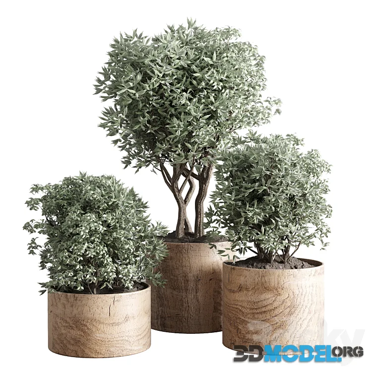 Collection Indoor plant 42