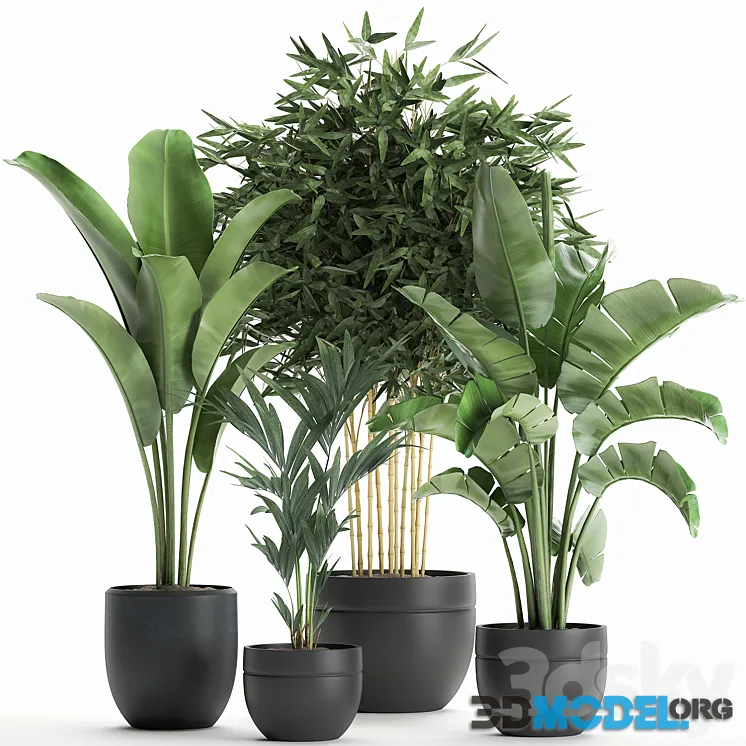 Collection of small plants in black pots with Banana palm, bamboo bush, strelitzia, ravenala. Set 586