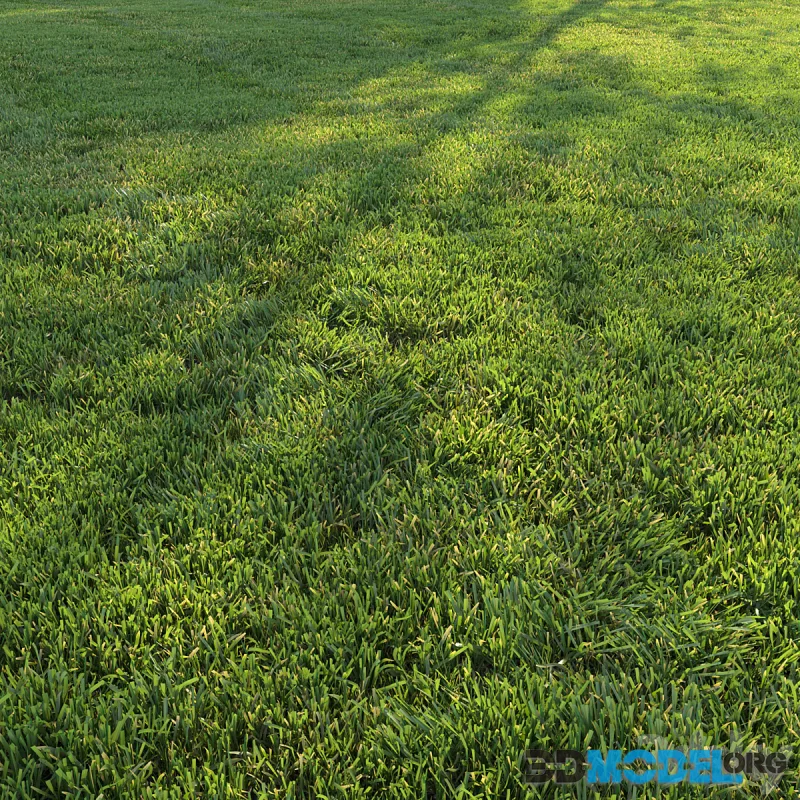 Cut grass #2