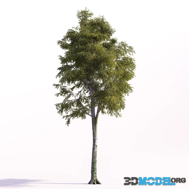 Fagus sylvatica large tree