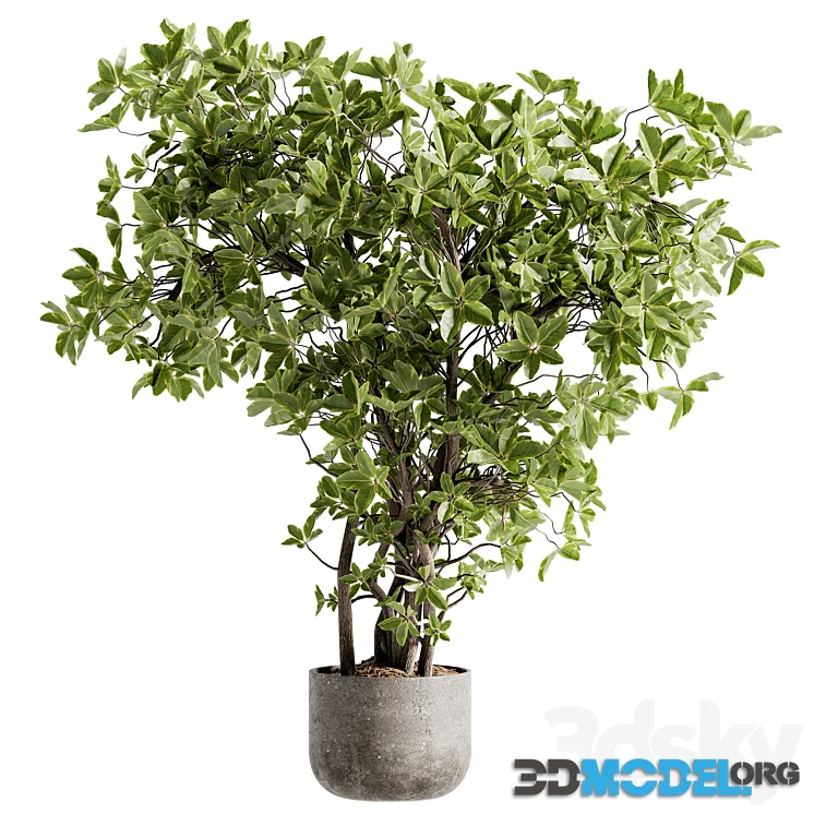 Indoor Bonsai Plants 106