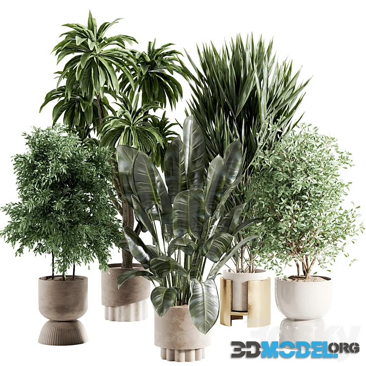 Indoor plant 363