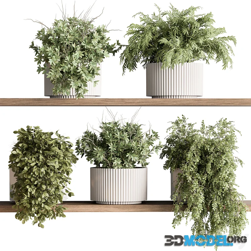indoor Plant 599 - Hanging Plants