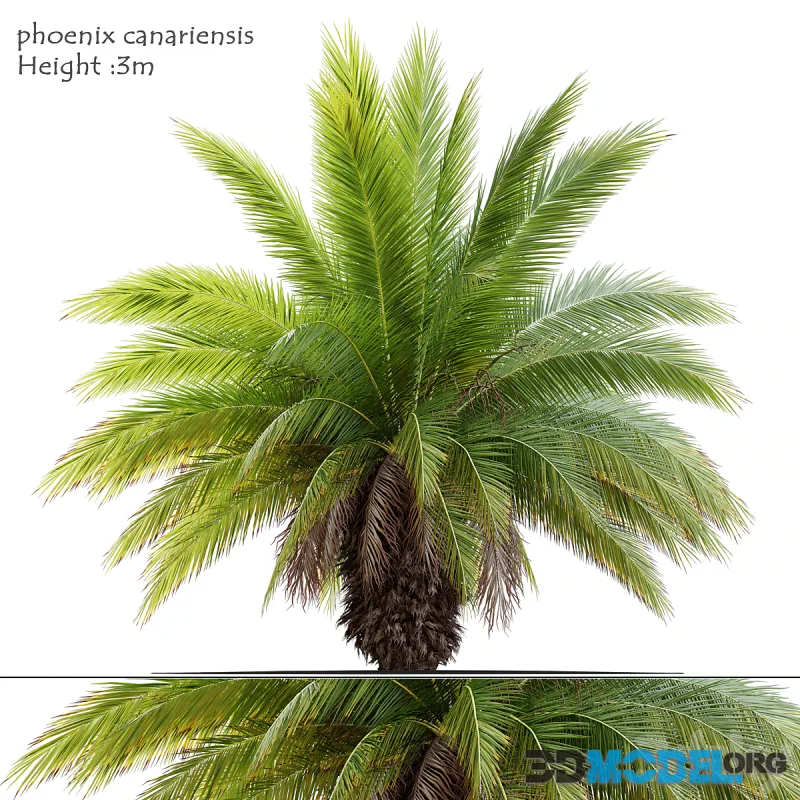 Phoenix canariensis 3m