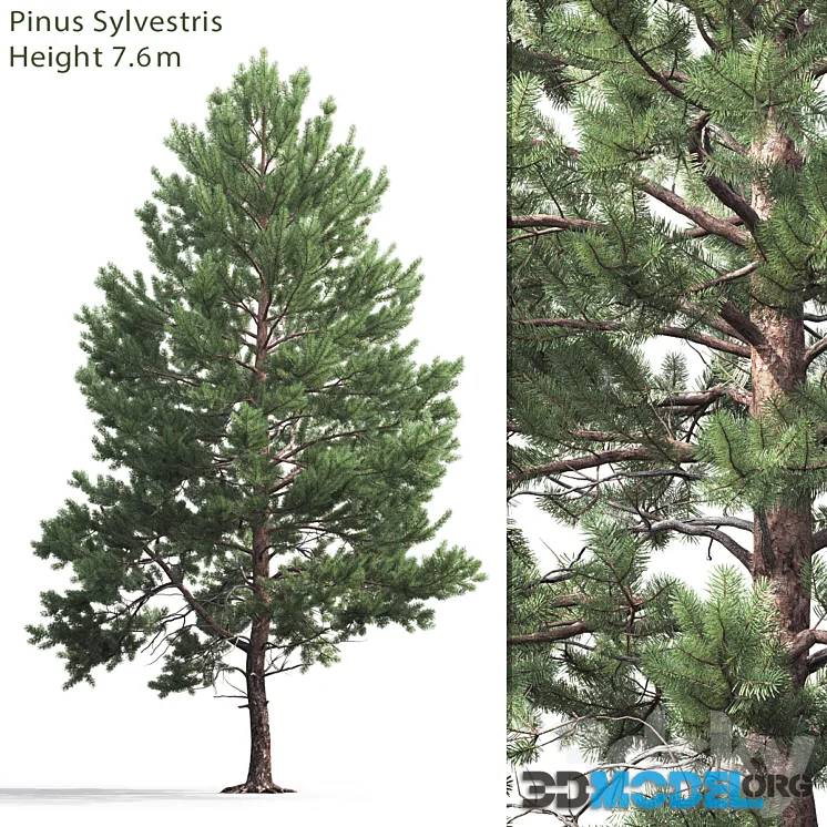 Pinus Sylvestris 7,6m