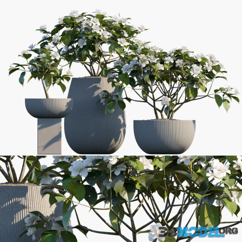 Plant in pots 48 Gardenia jasminoides