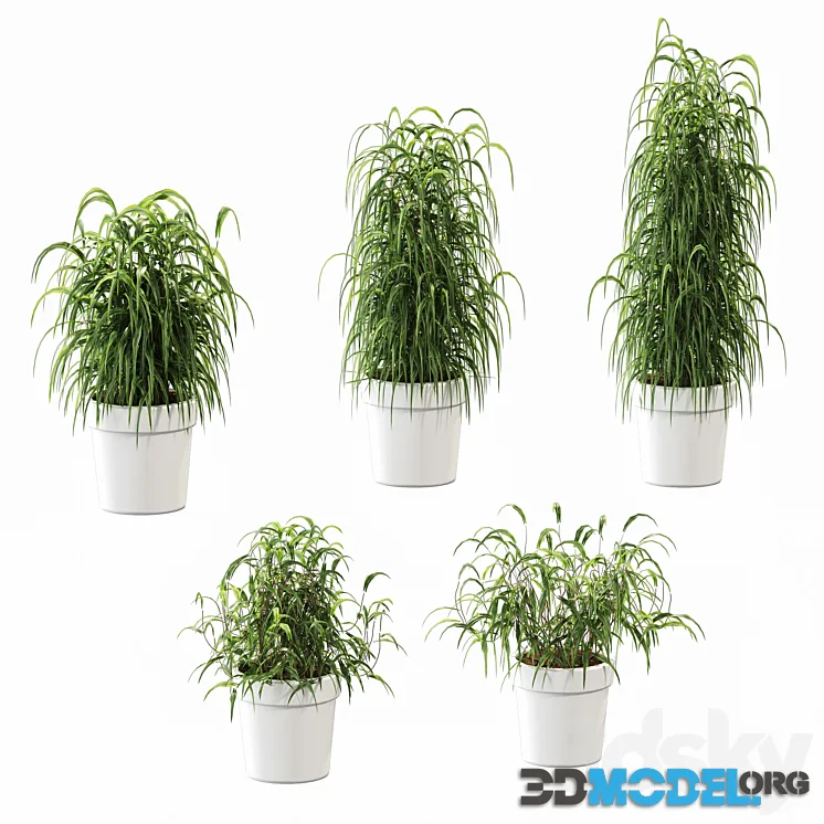 Plant in the pot. 5 models