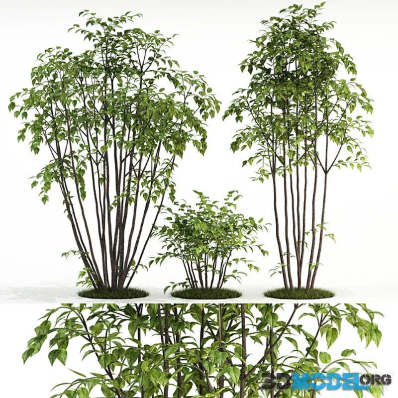 Plants collection 84
